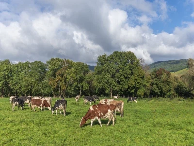 Postbiotik kaynakları ve türleri